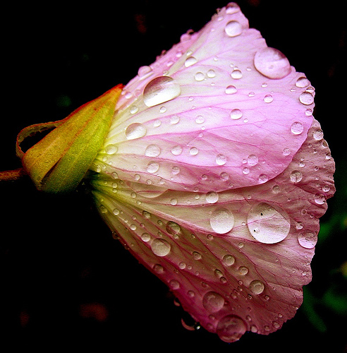 Evening Primrose in Rain by birdyboo