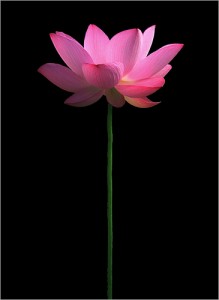 Lotus Flower by Bahman Farzad /