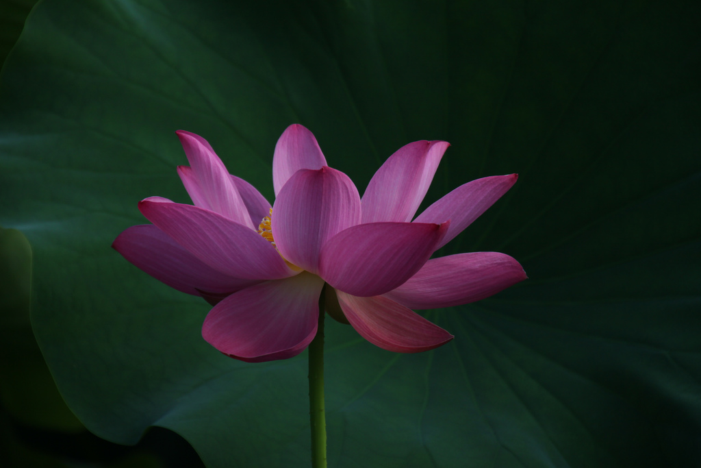 Lotus@中興新村 by Ultima_Bruce (Tsao) --large-7185923194_e440c7d29d_b.jpg