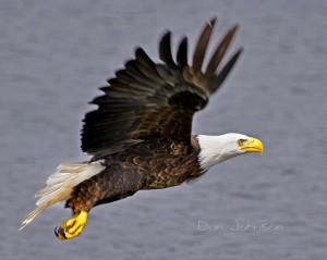 Eagler in Flight
