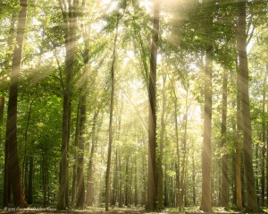 Sun Rays Through the Treetops by PI Photography & Fine Art - Delaware Photographer /  License this photo on Getty Images