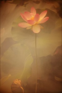 Lotus Flower-IMG_8651-1-2-1-800--by Bahman Farzad