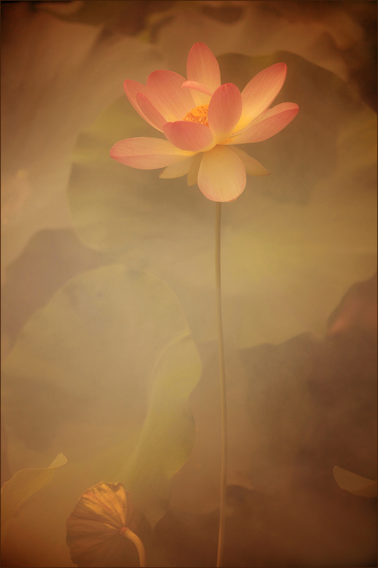 Lotus Flower-IMG_8651-1-2-1-800--by Bahman Farzad