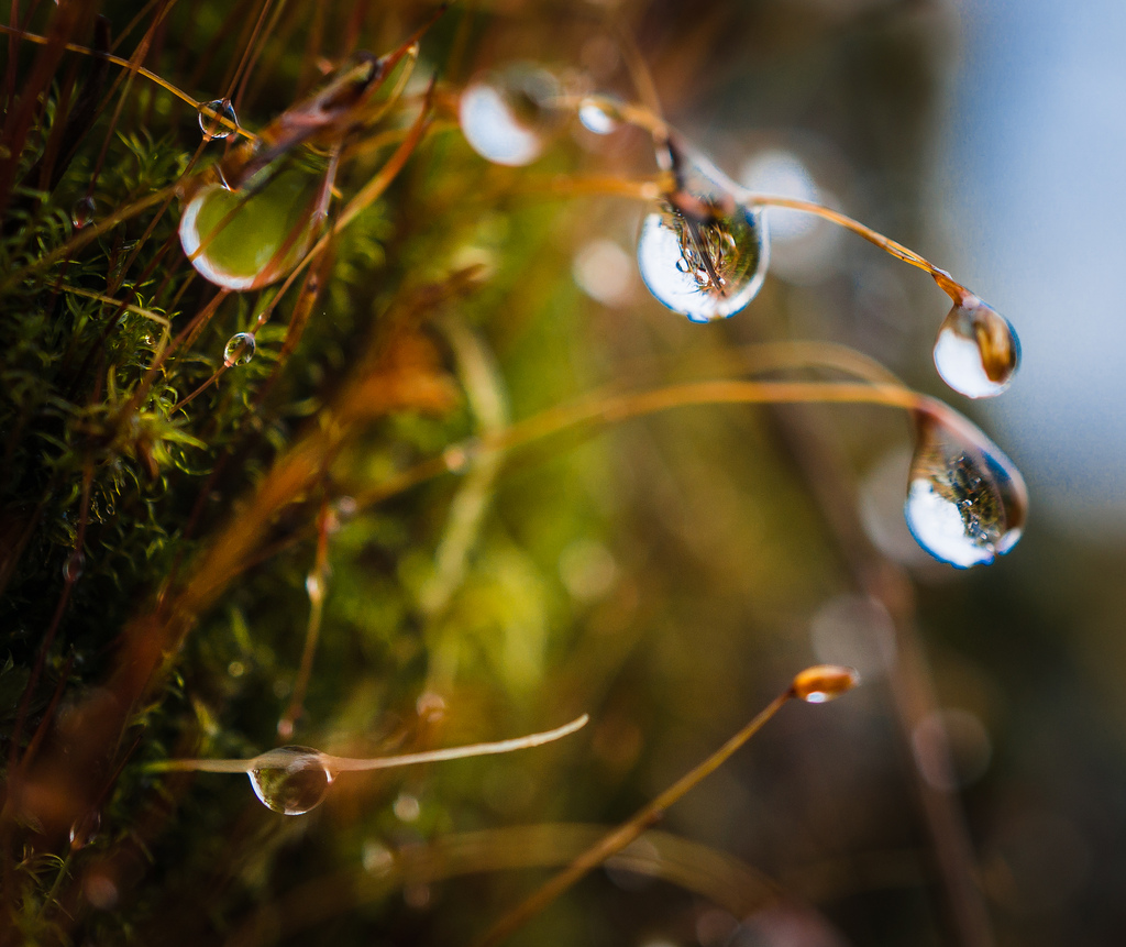 Recursive Dew Drops by Don White (Central Park, Burnaby)--11740091893_ca8c0ebbd8_b.jpg