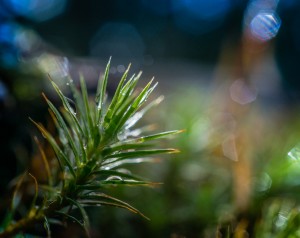 Sunlit Moss by Don White (Central Park, Burnaby)--13114687293_19fcf3cda1_b.jpg