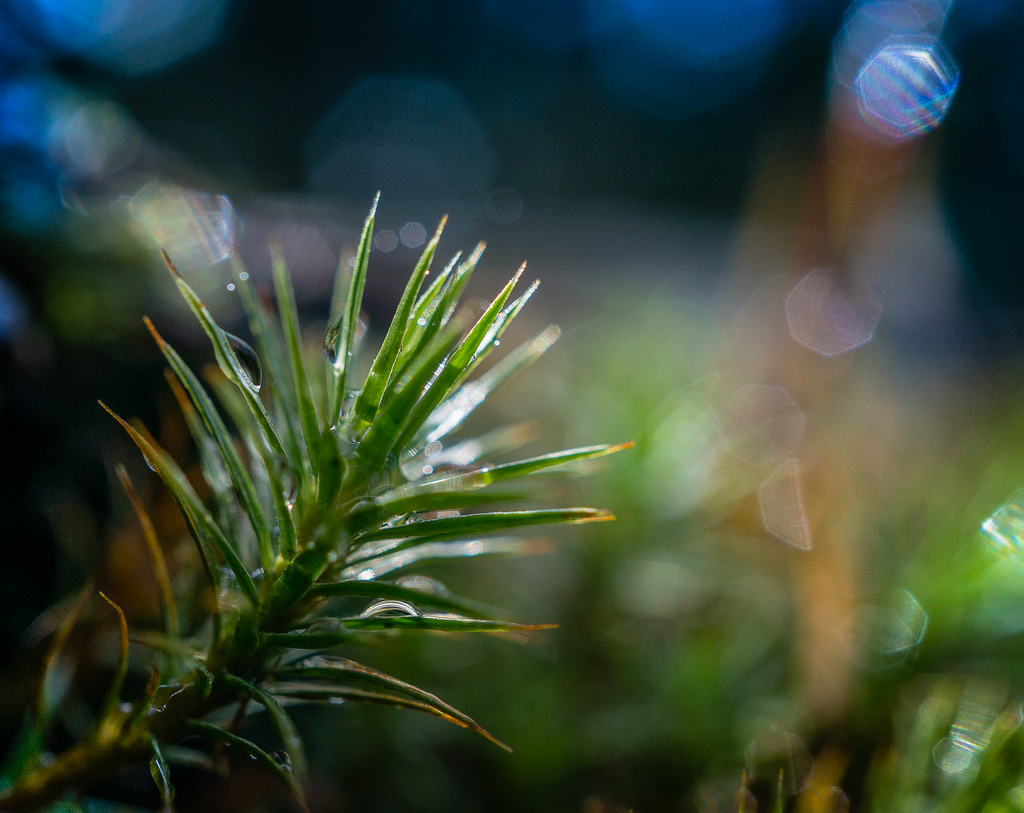 Sunlit Moss by Don White (Central Park, Burnaby)--13114687293_19fcf3cda1_b.jpg
