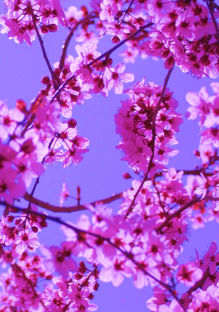 Free Colorful Spring Blossomsin Pink on Blue Sky by Pink Sherbet Photography 3475119574_83b0b265ba_o