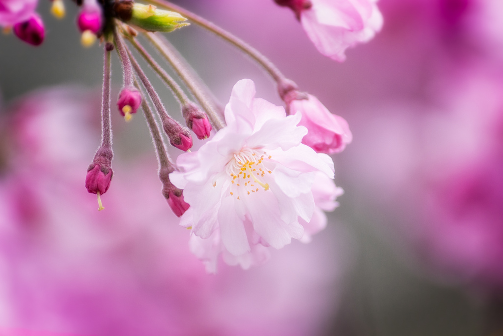 The Star of Spring in Japan by David A. LaSpina 8619211980_2ba7cc0504_b.jpg